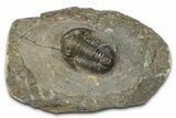 Detailed Proetid (Gerastos) Trilobite Fossil - Morocco #343288-4
